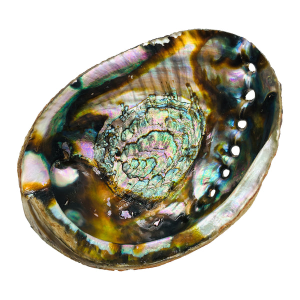 Abalone Shell (Clearance) - Alternative Imagination