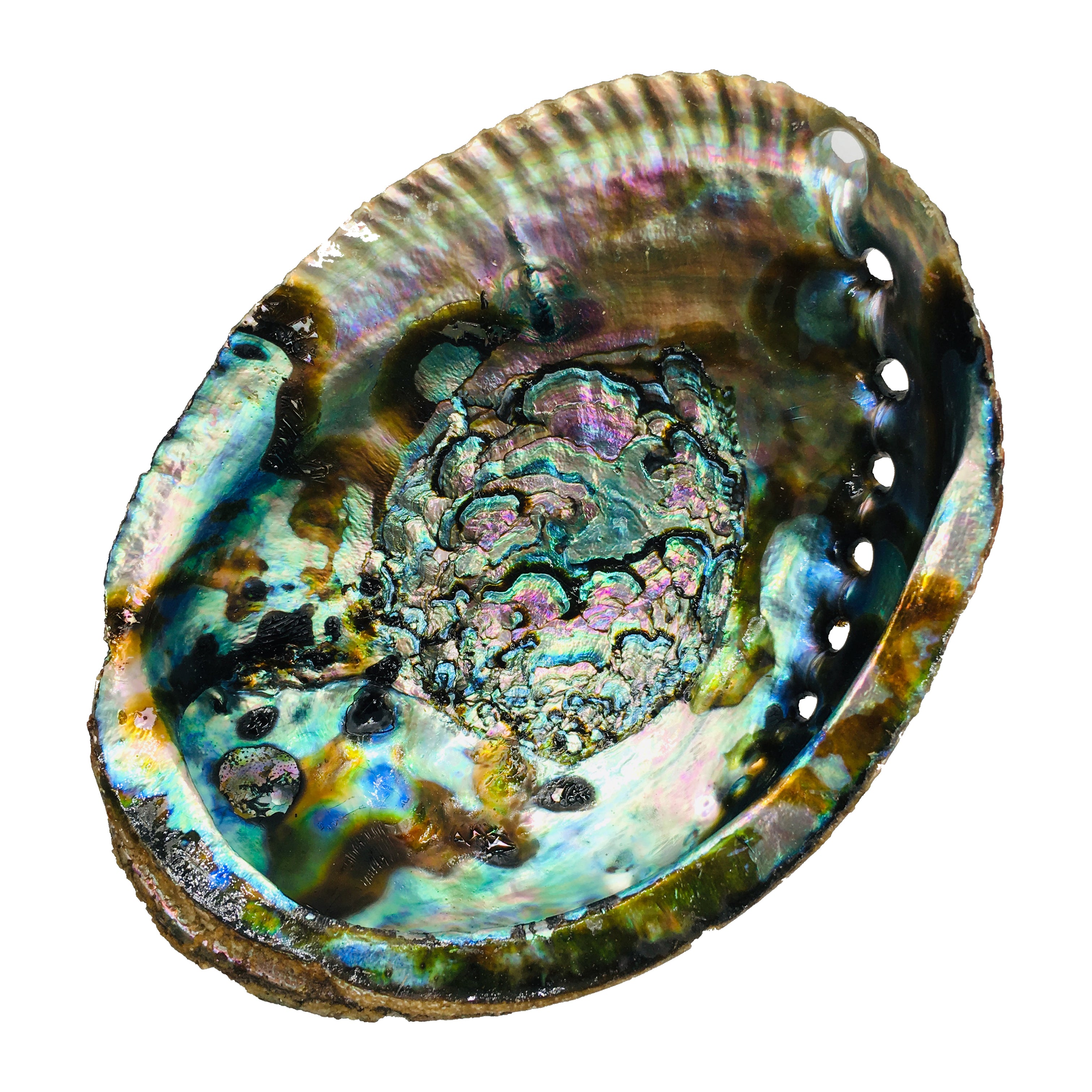 Abalone Shell (Clearance) - Alternative Imagination